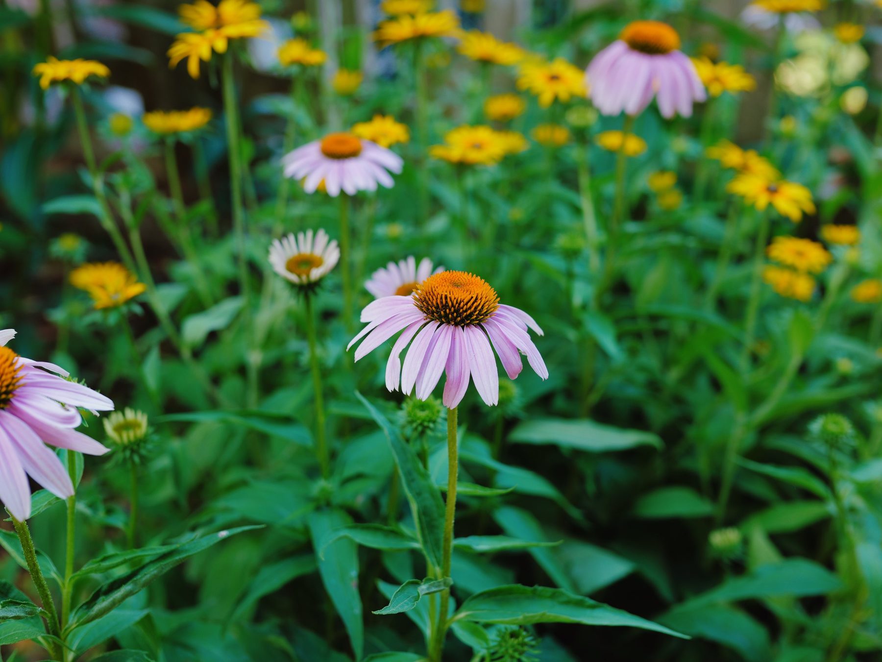 The same LUMIX frame with the Vibrance Real Time LUT applied in camera